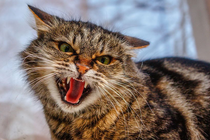 Katze mit flach angelegten Ohren 