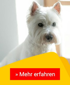 Das Coronavirus bei Hunden: eine Gefahr?